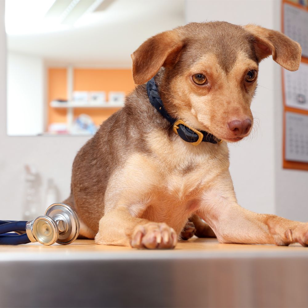 Hund auf dem Behandlungstisch der Tierarztpraxis Dr. Jenni Hoffmann