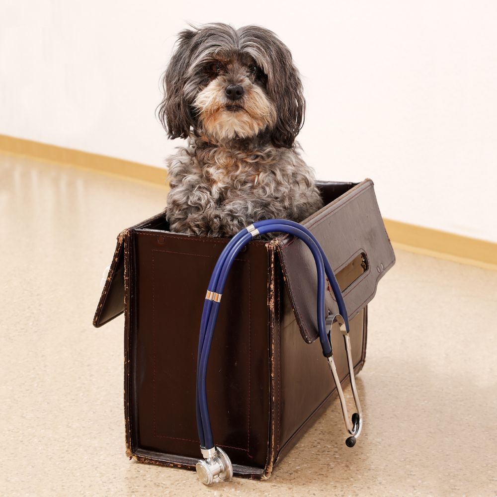 Hund in Tierarztkoffer in der Tierarztpraxis Dr. Jenni Hoffmann