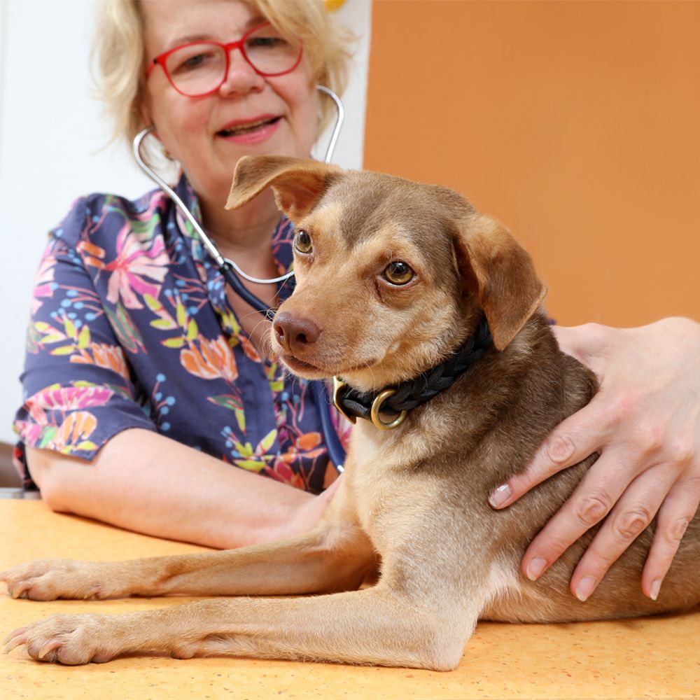 Hund während einer Behandlung in der Tierarztpraxis Dr. Jenni Hoffmann