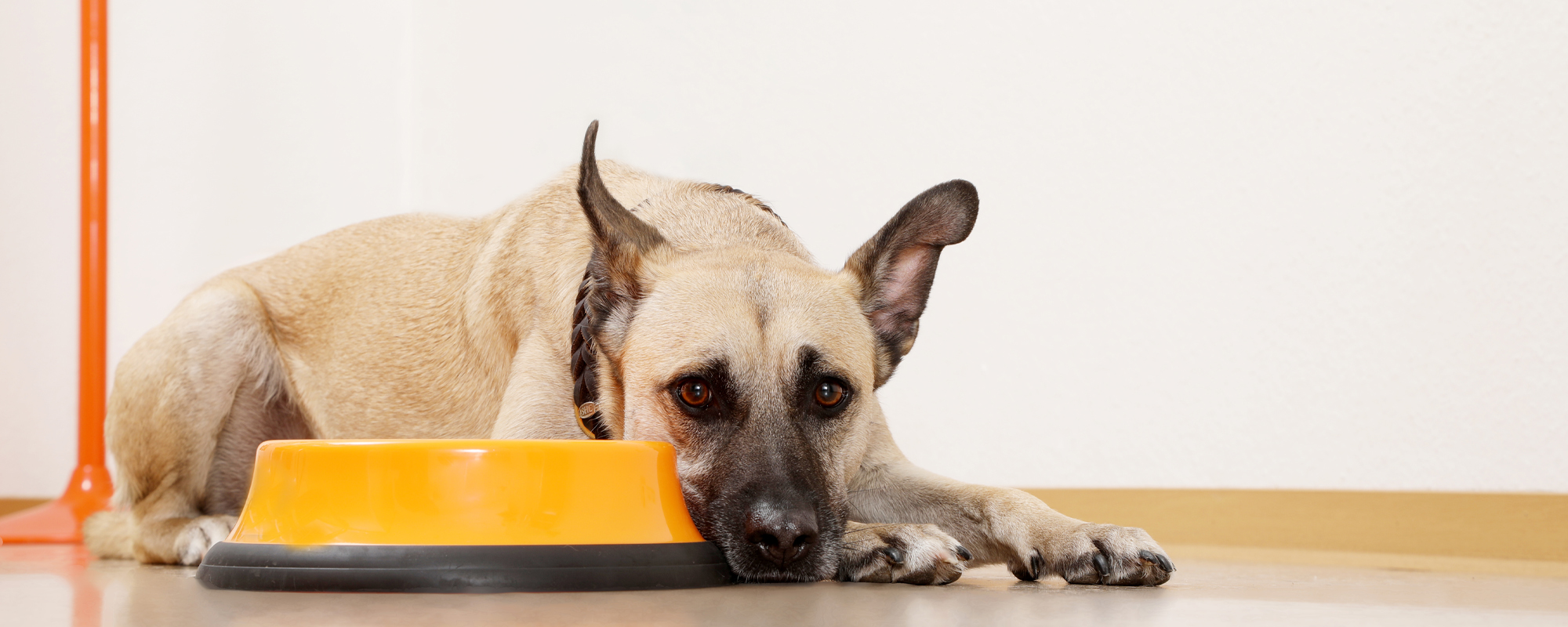 Hund im Wartezimmer der Tierarztpraxis Dr. Jenni Hoffmann
