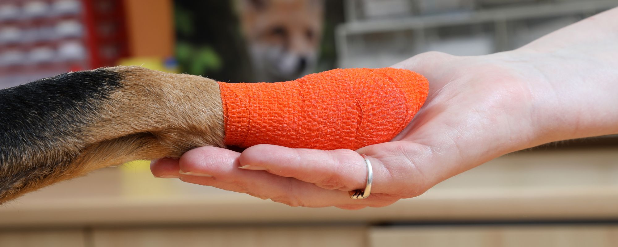 Verletze Hundepfote in der Hand von Dr. Jenni Hoffmann