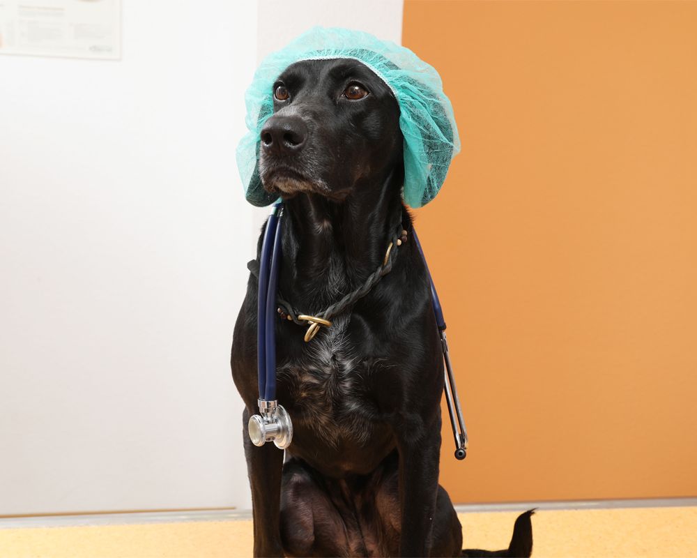 Hund in Tierarztpraxis