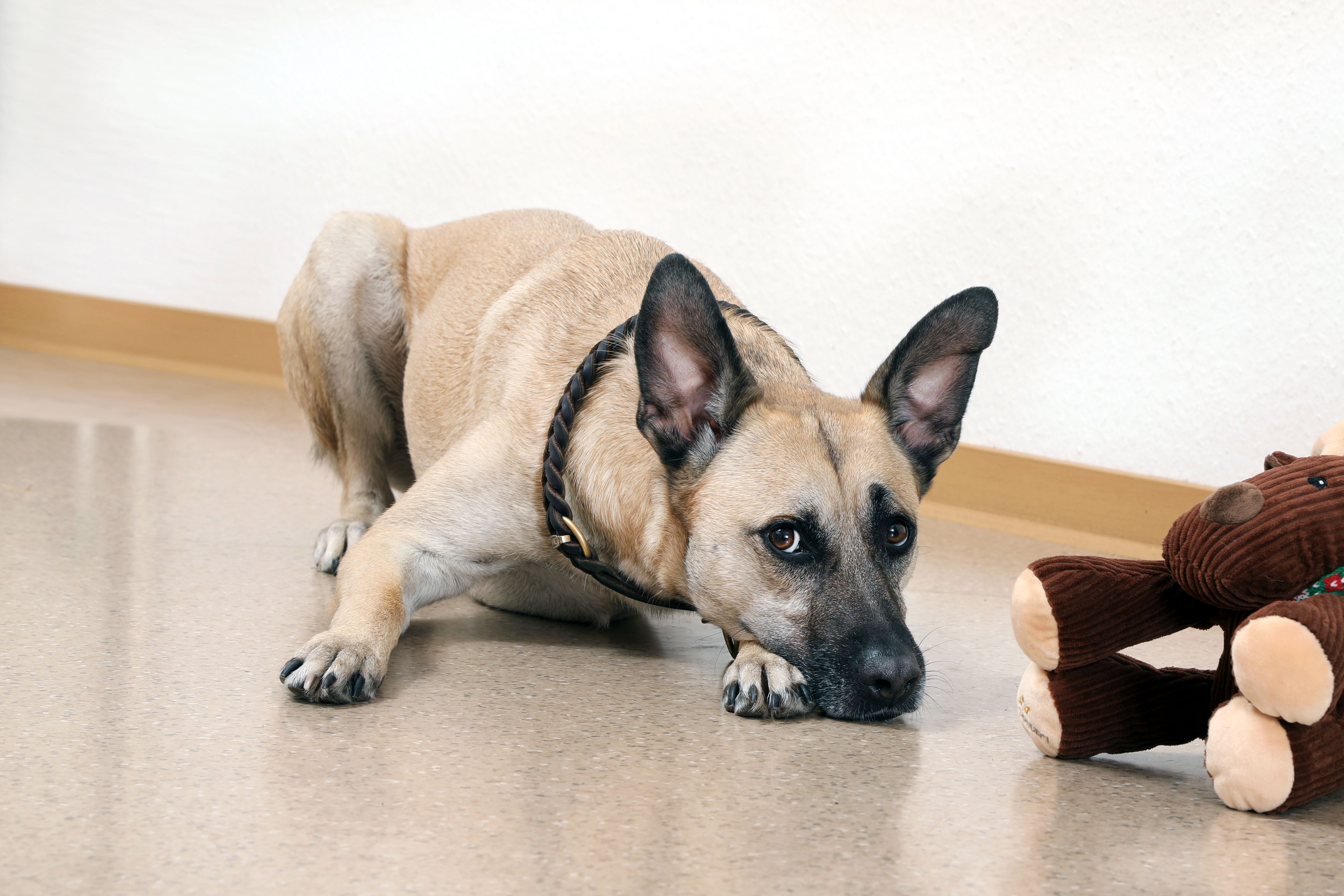 Hund in der Tierarztpraxis Haan